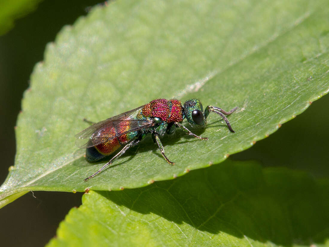 Image of Chrysis viridula L.