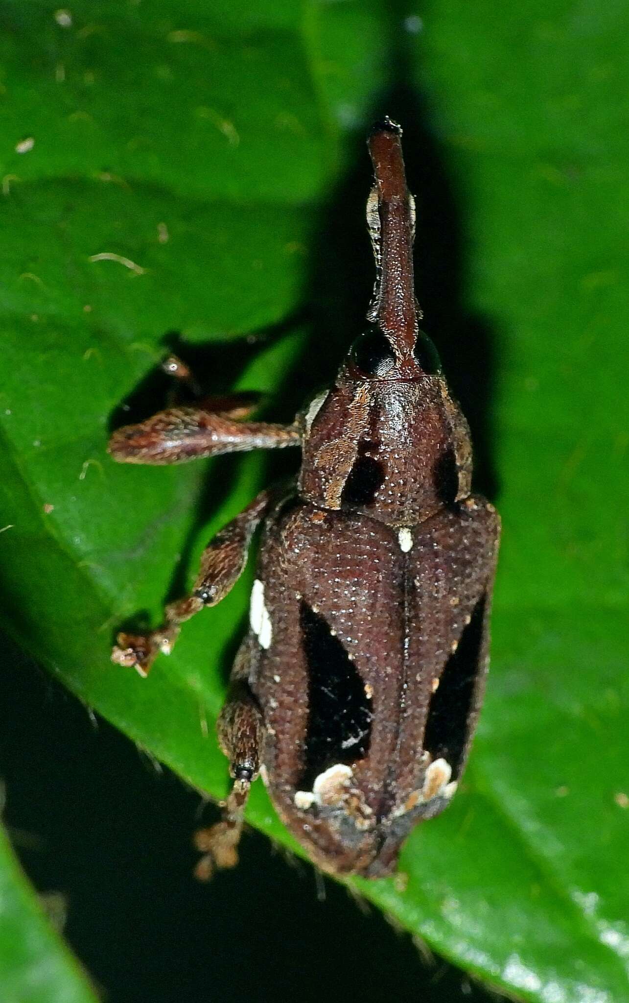 Image of Heilipodus suspensus