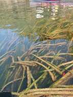 Image of Eelgrass