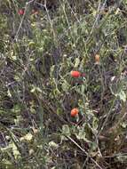 Image of Capsicum chacoense A. T. Hunziker