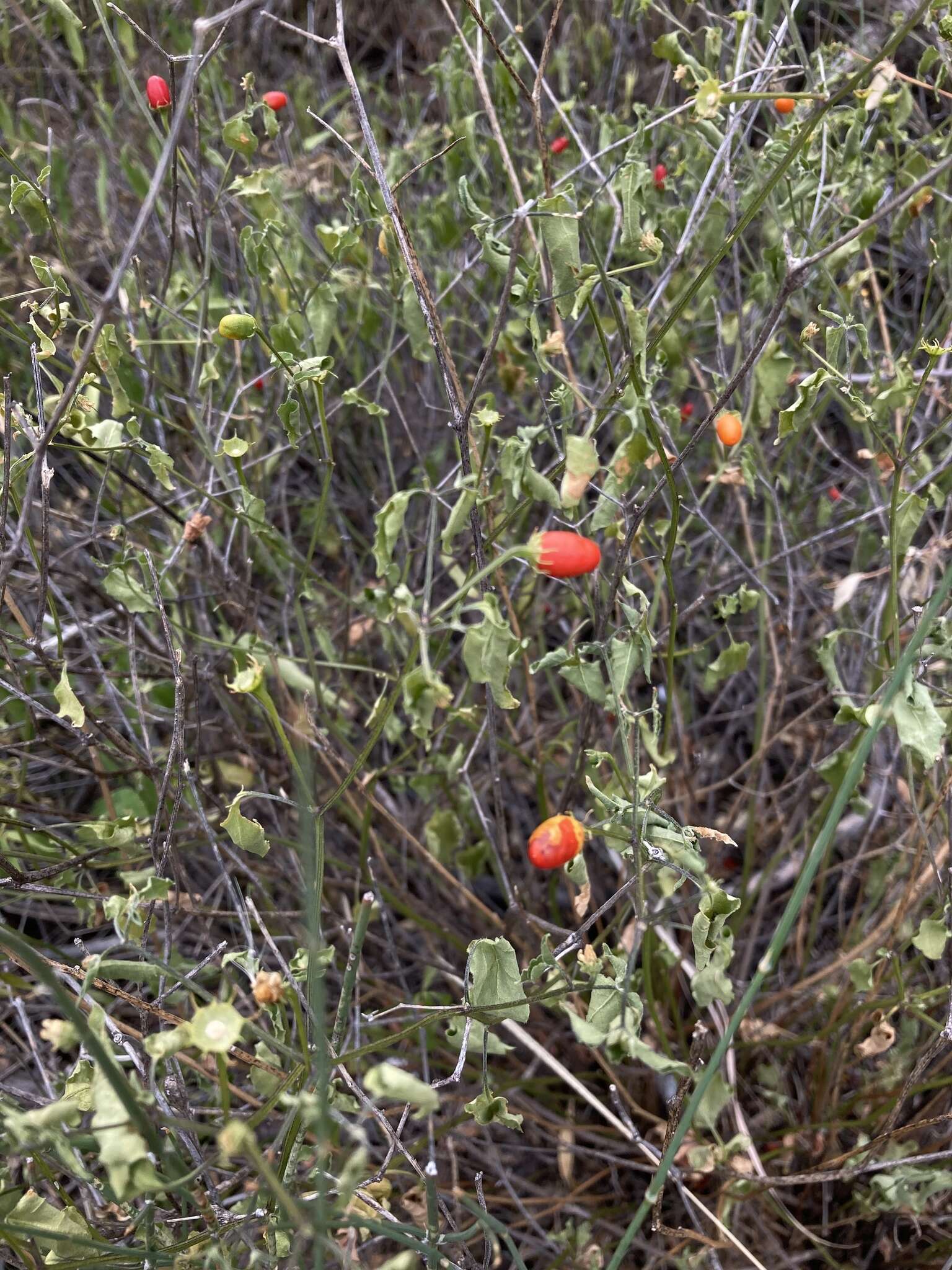 Image of Capsicum chacoense A. T. Hunziker