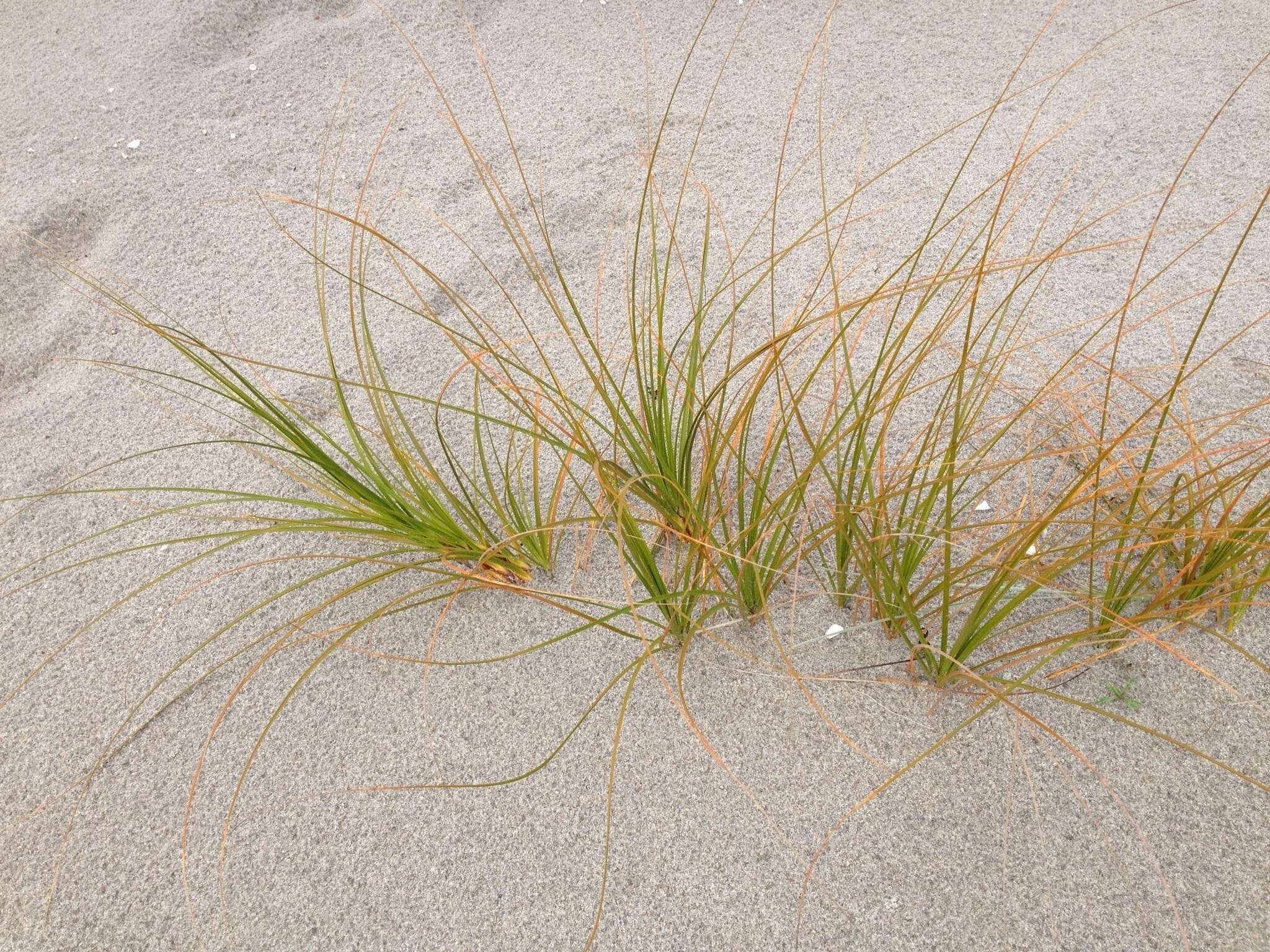 Plancia ëd Ficinia spiralis (A. Rich.) Muasya & de Lange