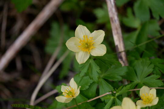 Image of American globeflower