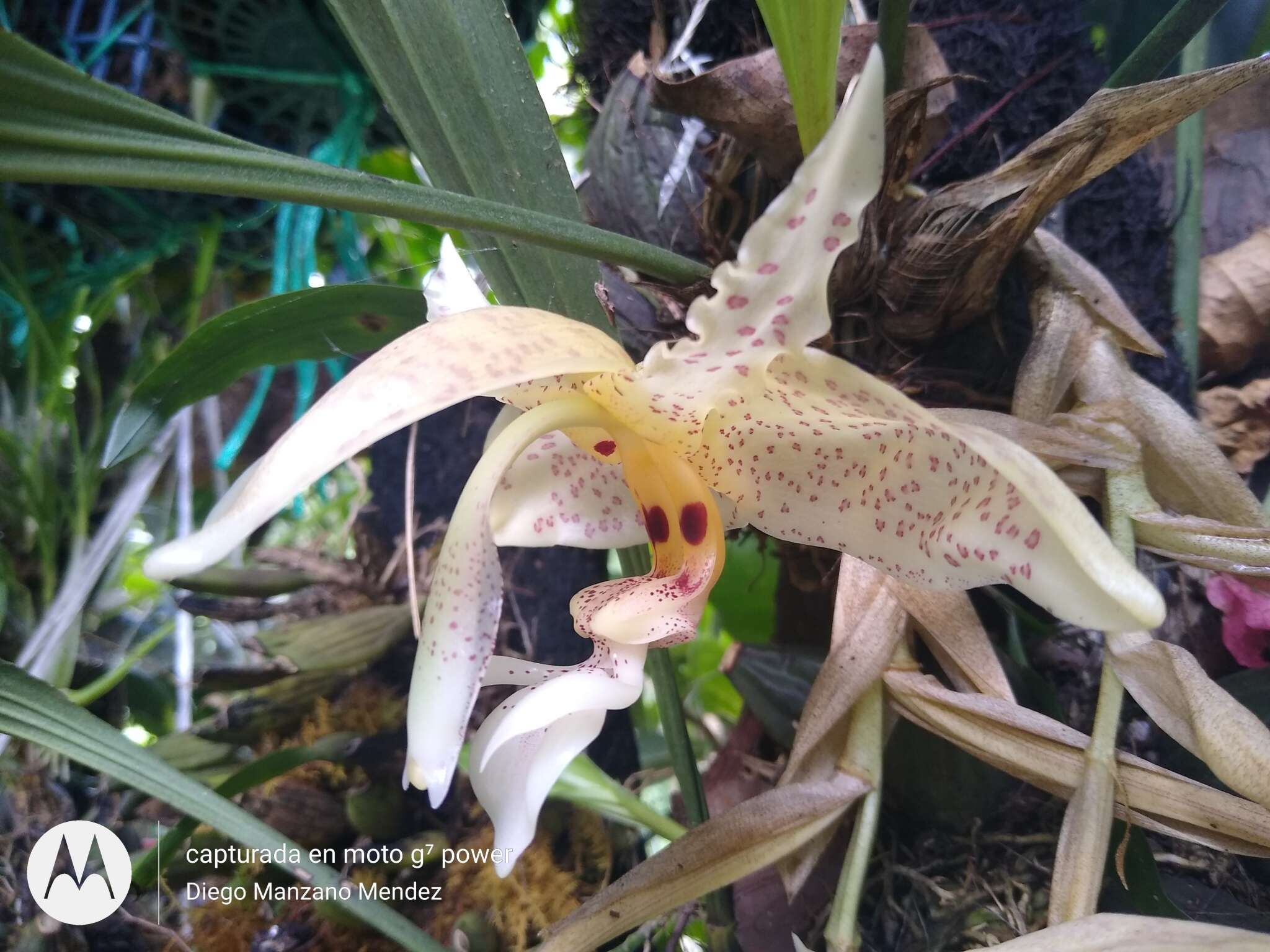 Image of Stanhopea oculata (Lodd.) Lindl.