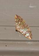 Image of Mulberry Leaftier Moth