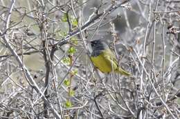 Image of MacGillivray's Warbler