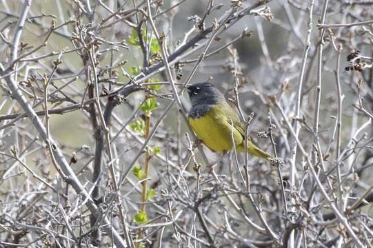 Image of MacGillivray's Warbler