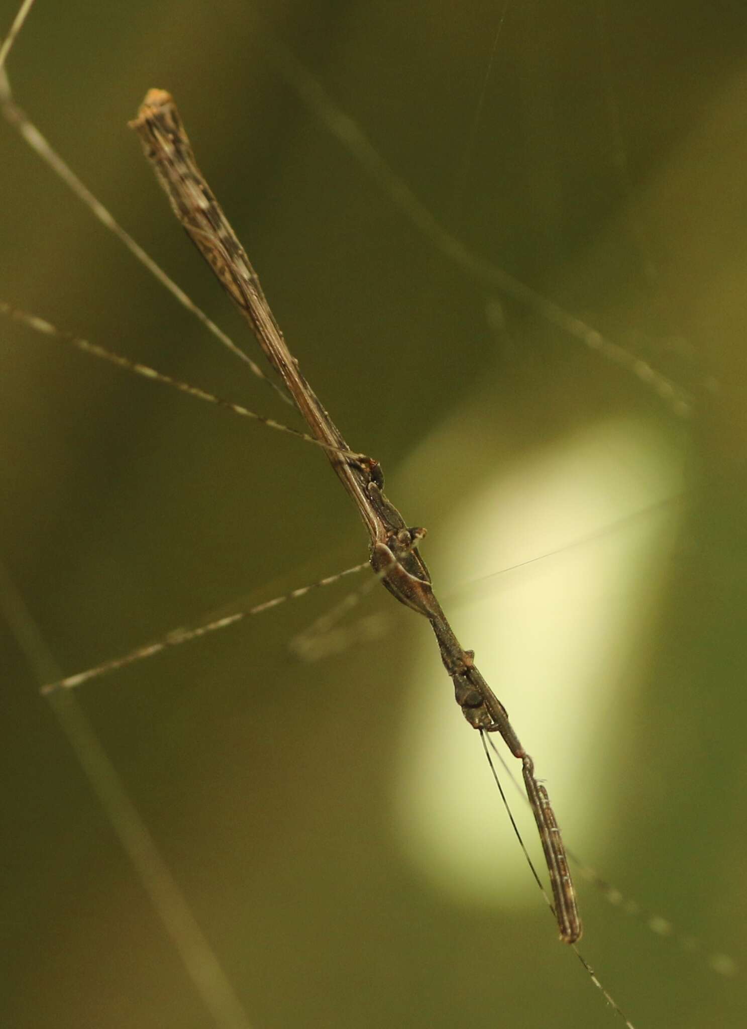 Image of Eugubinus reticolus Distant 1915