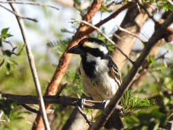 Tricholaema leucomelas centralis (Roberts 1932) resmi