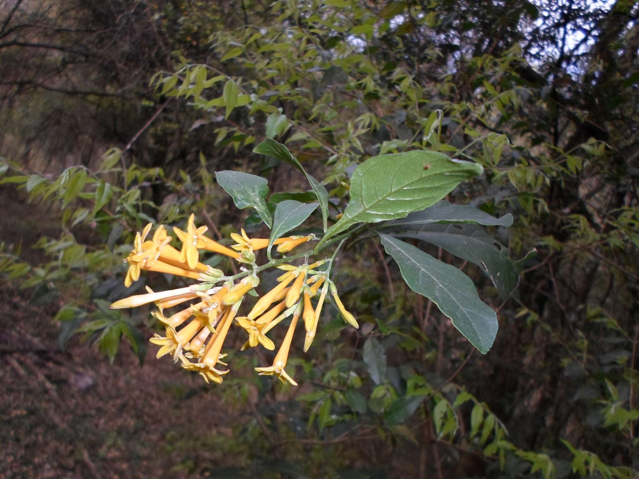 صورة Cestrum lorentzianum Griseb.