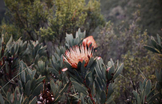 Image de Protea nubigena J. P. Rourke