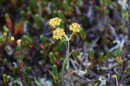 Bupleurum americanum Coult. & Rose resmi