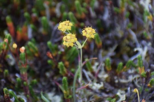 Sivun Bupleurum americanum Coult. & Rose kuva