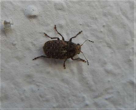 Image of Coffee Bean Weevil