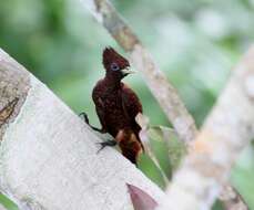 Image of Scale-breasted Woodpecker