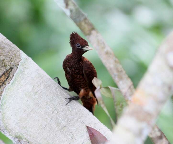 Image of Scale-breasted Woodpecker