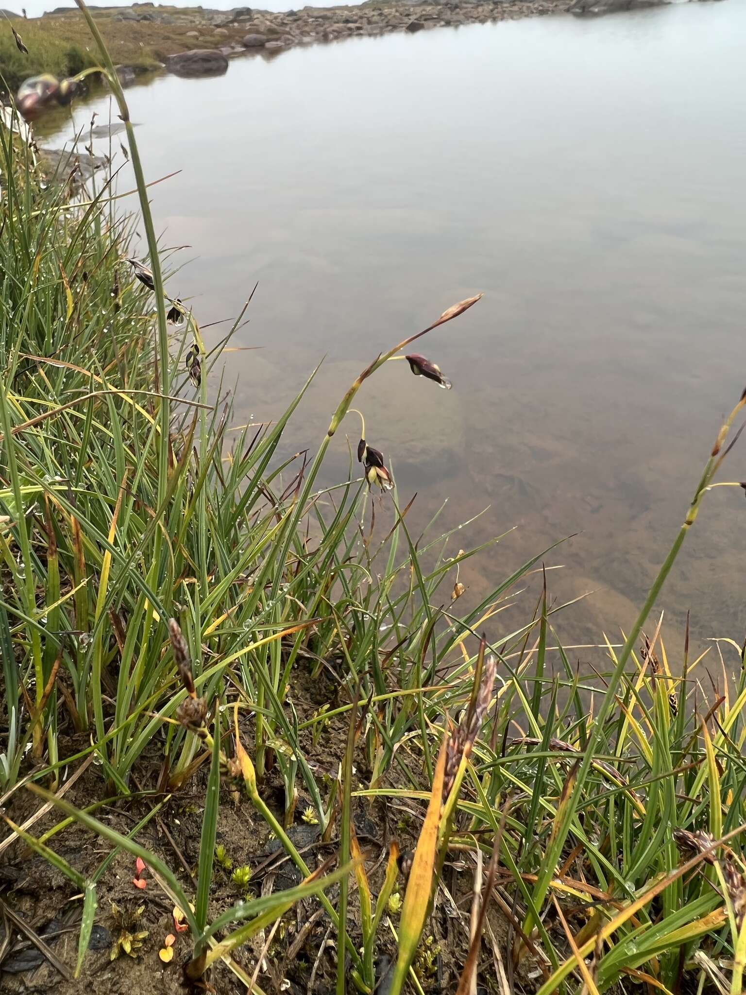 Image of Loose-flowered alpine sedge