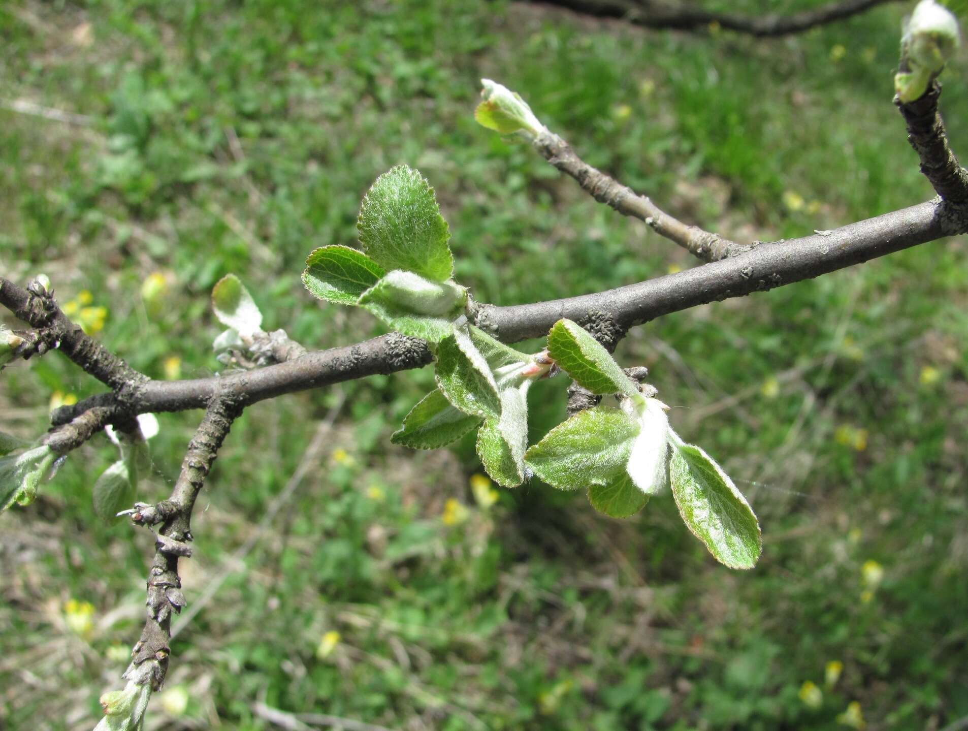 Plancia ëd Malus sylvestris subsp. orientalis (Uglitzk.) Browicz