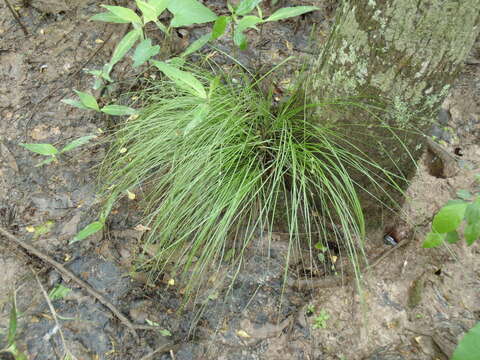 Image of prickly bog sedge