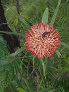 Imagem de Trichostetha fascicularis prunipennis Burmeister 1842