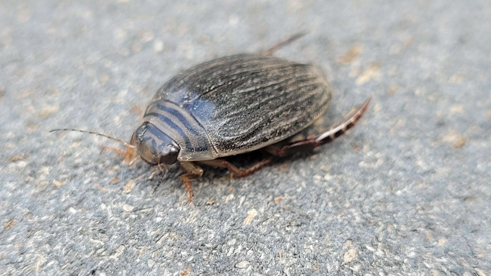 Слика од Acilius (Acilius) abbreviatus Aubé 1838