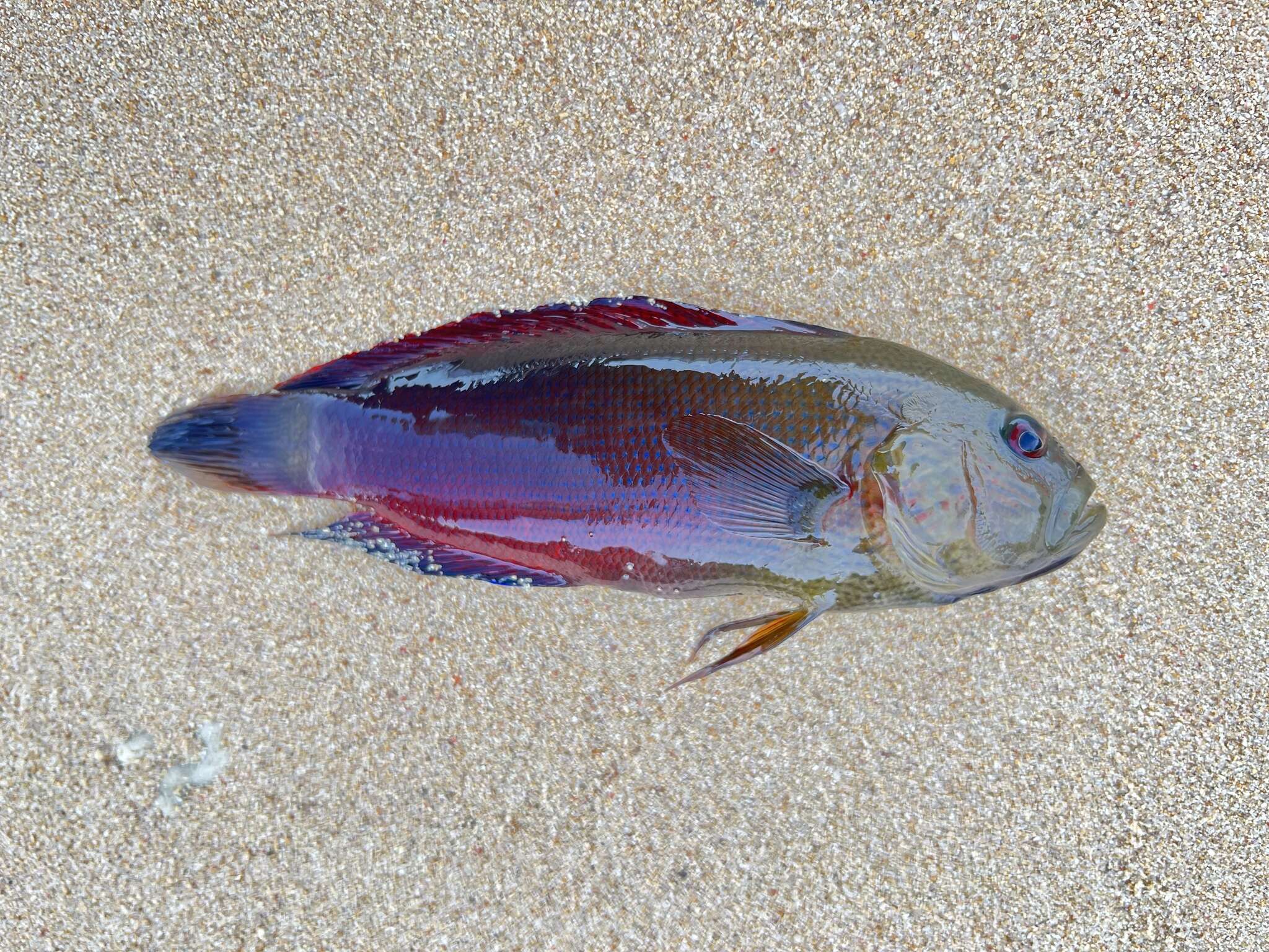 Image of Darkstriped dottyback