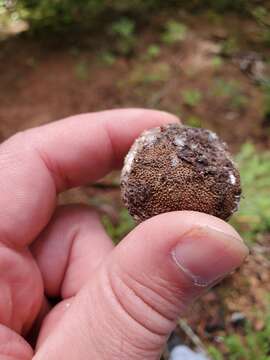 Image of Marbled Deer Truffle