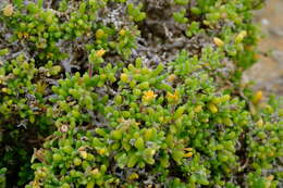 Imagem de Delosperma crassum L. Bol.