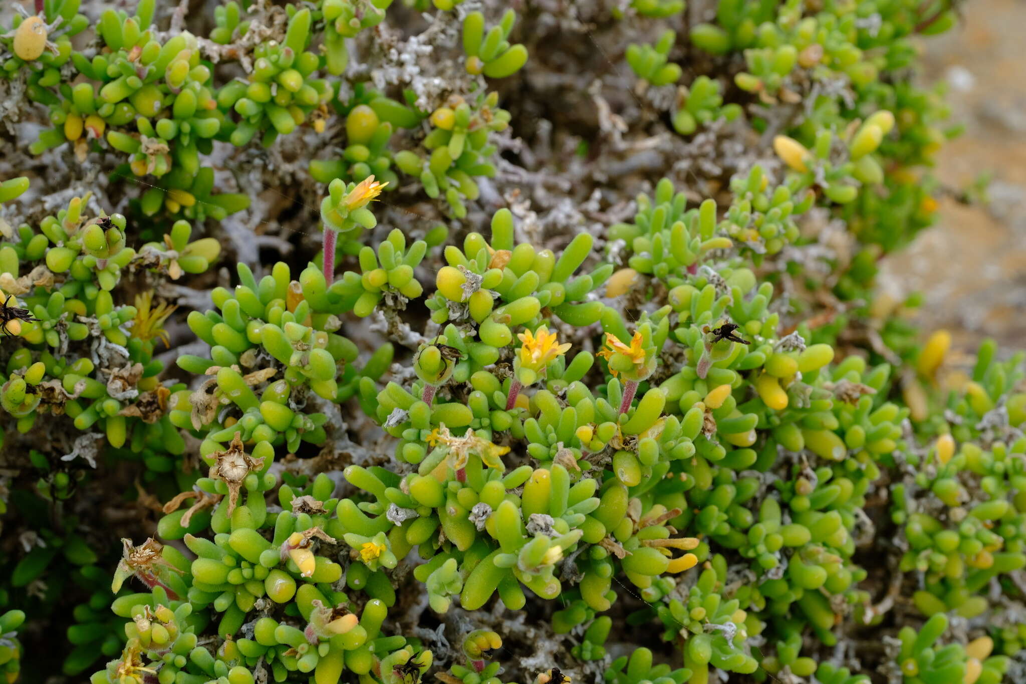 Image of Delosperma crassum L. Bol.