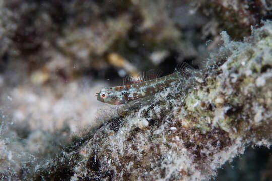 Image of Epaulet dwarfgoby