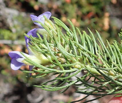 Image de Psoralea azuroides