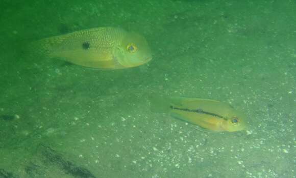 Image of Butterfly cichlid