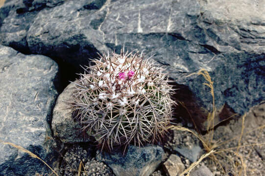 Melocactus peruvianus Vaupel resmi