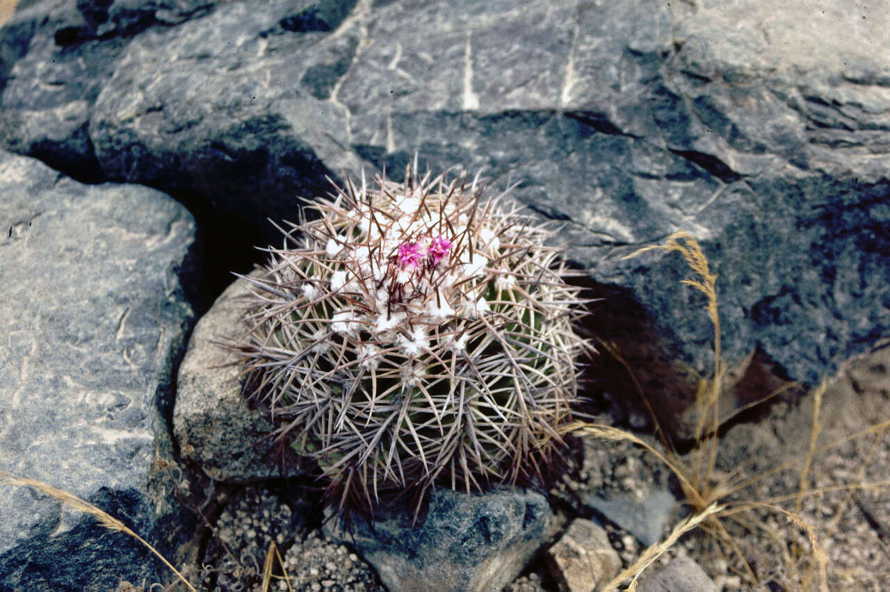 Image of Melocactus peruvianus Vaupel