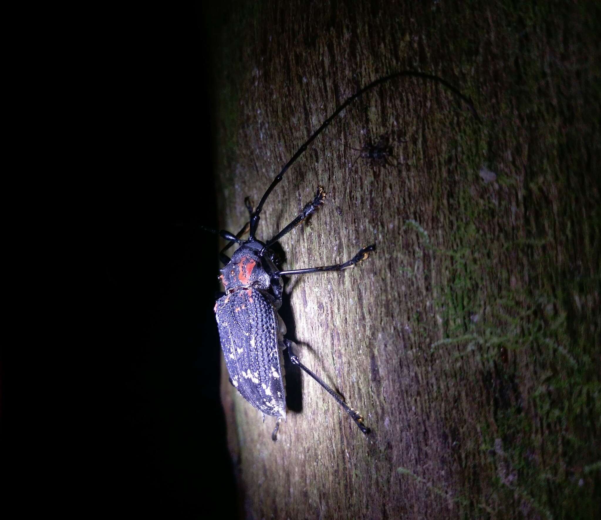 Слика од Polyrhaphis fabricii Thomson 1865