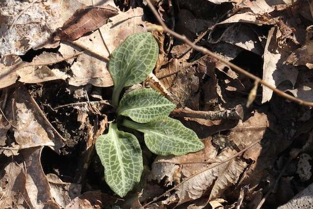 Image de Goodyera pubescens (Willd.) R. Br.