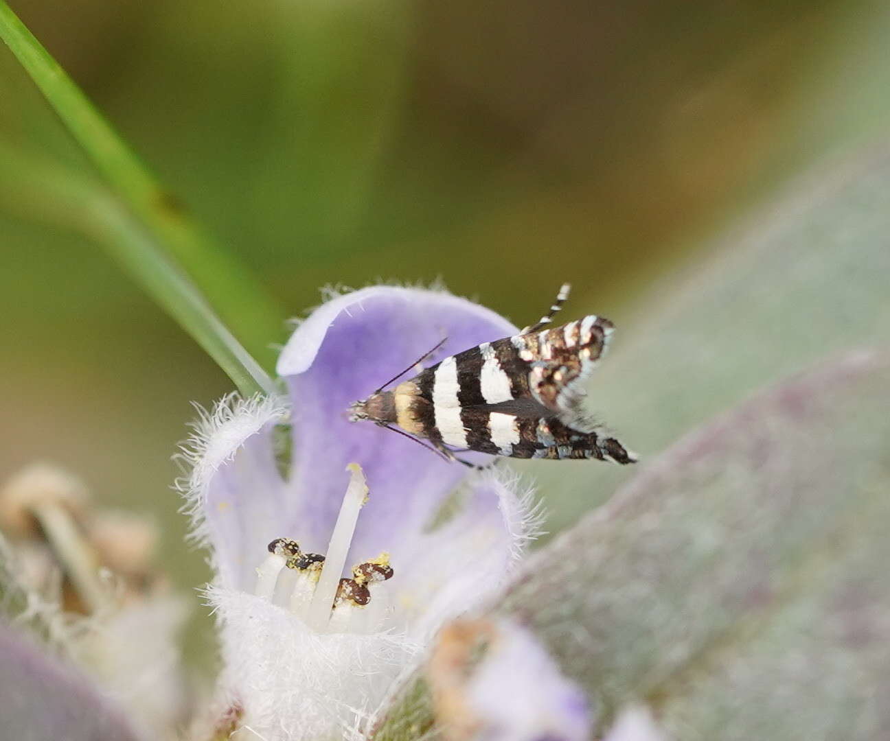 Image de Glyphipterix platydisema Lower 1893