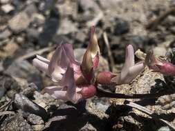 Imagem de Astragalus monoensis Barneby