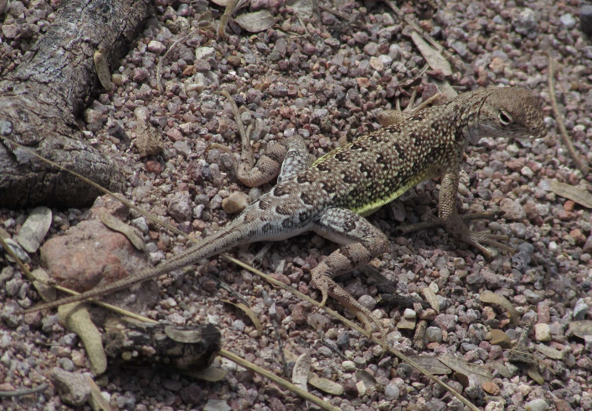 Image of Elegant Earless Lizard