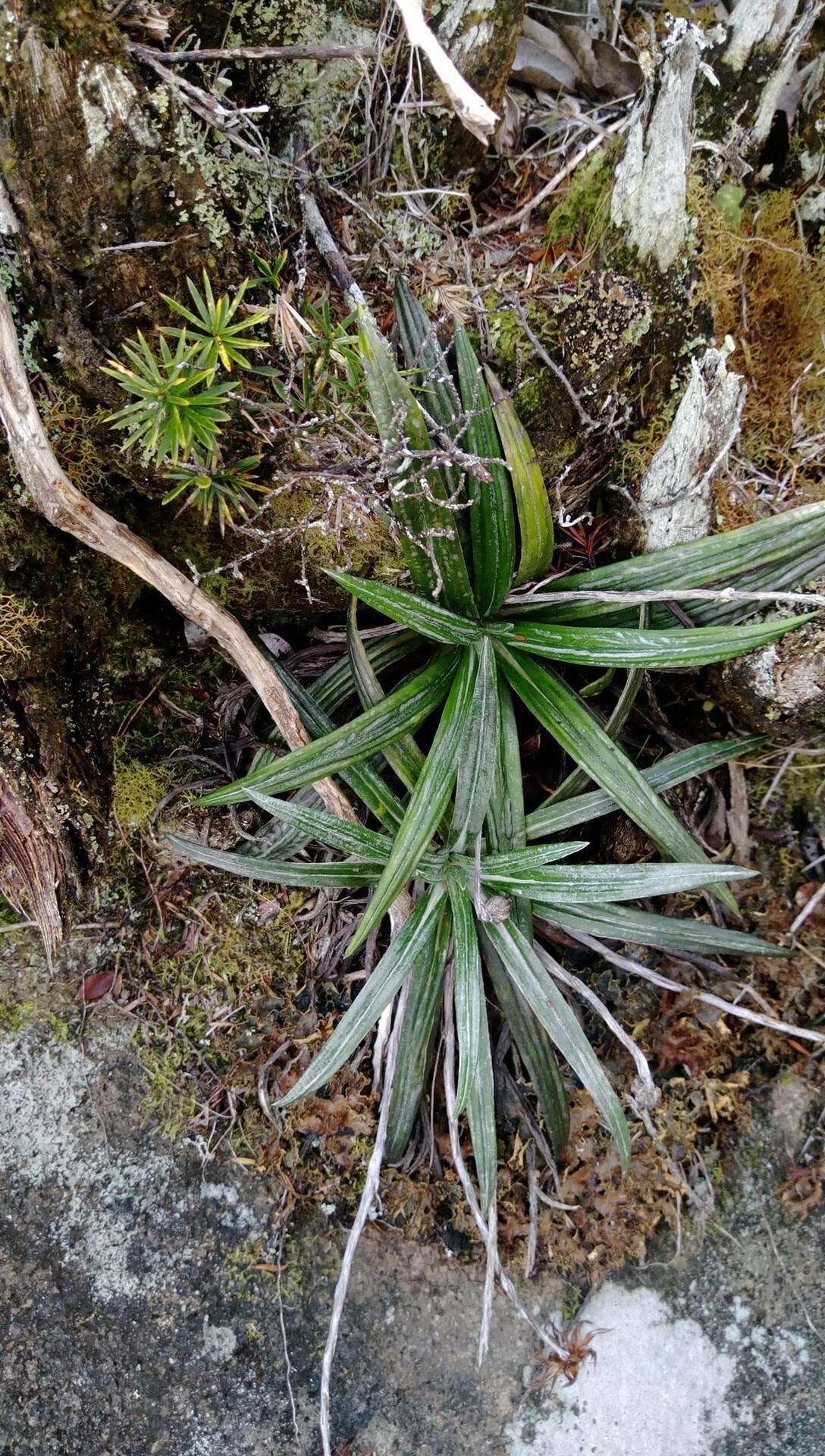 Plancia ëd Celmisia graminifolia Hook. fil.