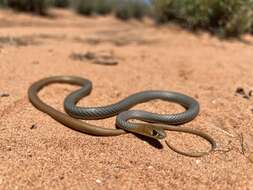 Image of Demansia psammophis cupreiceps Storr 1978