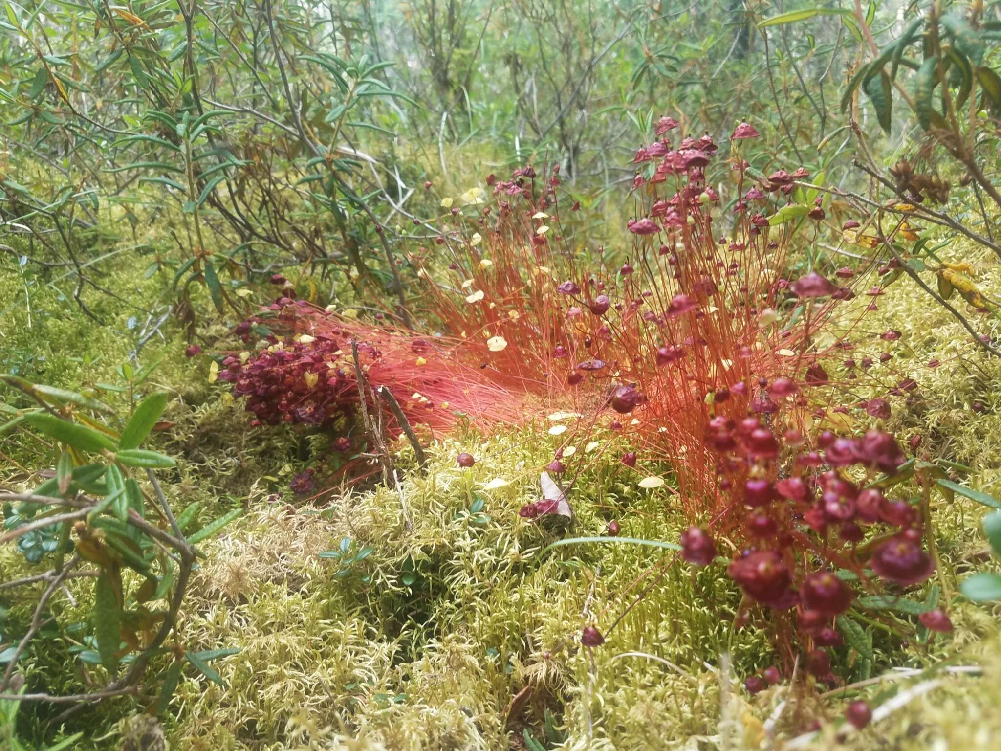 Image of brilliant red dung moss