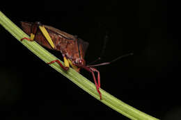 Image of Melucha biolleyi Distant 1900