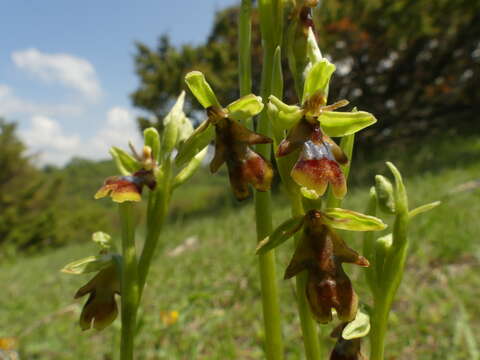 Image of Ophrys insectifera subsp. aymoninii Breistr.