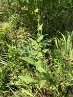 Image of Hieracium krylovii Nevski ex Krylov