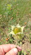 Imagem de Silene latifolia subsp. latifolia