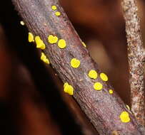 Image of Calycina claroflava (Grev.) Kuntze 1898