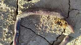 Image of Iberian Worm Lizard