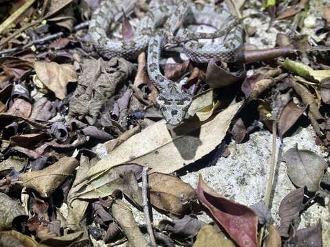 Image de Protobothrops cornutus (M. A. Smith 1930)