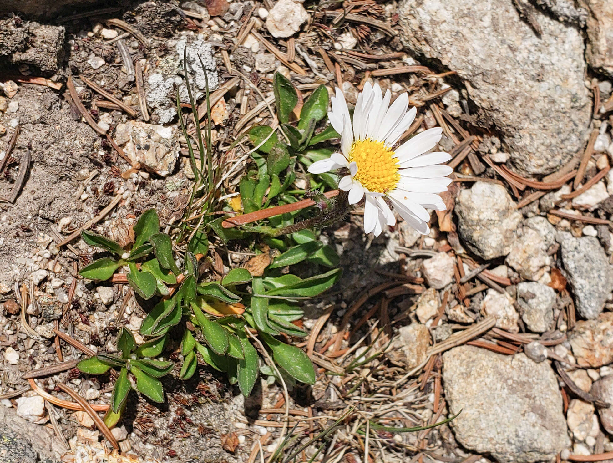 Imagem de Erigeron melanocephalus (A. Nels.) A. Nels.